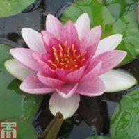 nymphaea fabiola deep water aquatic 1 x 30 litre potted nymphaea plant