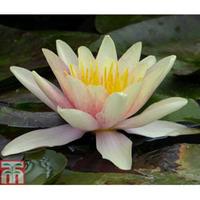 Nymphaea \'Sioux\' (Deep Water Aquatic) - 1 x 30 litre potted nymphaea plant