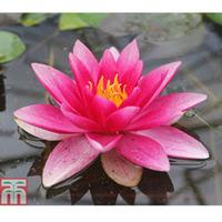 nymphaea attraction deep water aquatic 1 x 1 litre potted nymphaea pla ...