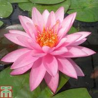 Nymphaea \'Mayla\' (Deep Water Aquatic) - 1 x 30 litre potted nymphaea plant