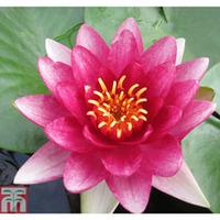 nymphaea conqueror deep water aquatic 1 x 3 litre potted nymphaea plan ...