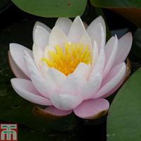 nymphaea marliacea rosea deep water aquatic 1 x 30 litre potted nympha ...