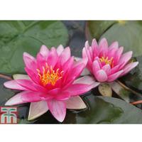 Nymphaea \'Charles de Meurville\' (Deep Water Aquatic) - 1 x 1 litre potted nymphaea plant