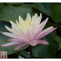 nymphaea barbara dobbins deep water aquatic 1 x 1 litre potted nymphae ...