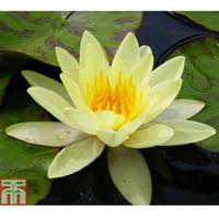 nymphaea marliacea chromatella deep water aquatic 1 x 30 litre potted  ...