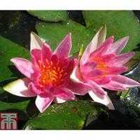 Nymphaea \'Pygmaea Rubra\' (Deep Water Aquatic) - 1 x 1 litre potted nymphaea plant