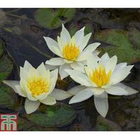 Nymphaea \'Pygmaea Helvola\' (Deep Water Aquatic) - 1 x 1 litre potted nymphaea plant