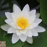 nymphaea virginalis deep water aquatic 1 x 1 litre potted nymphaea pla ...