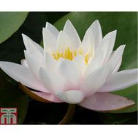 nymphaea marliacea carnea deep water aquatic 1 x 30 litre potted nymph ...