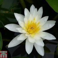 nymphaea marliacea albida deep water aquatic 1 x 3 litre potted nympha ...