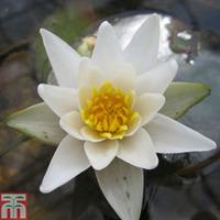 Nymphaea \'Pygmaea Alba\' (Deep Water Aquatic) - 1 x 1 litre potted nymphaea plant