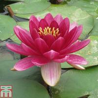 Nymphaea \'Perry\'s Baby Red\' (Deep Water Aquatic) - 1 x 2 litre potted nymphaea plant