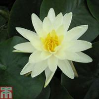 Nymphaea \'Denver\' (Deep Water ...