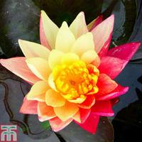 Nymphaea \'Wanvisa\' (Deep Water...