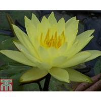 Nymphaea \'Lemon Mist\' (Deep Wa...