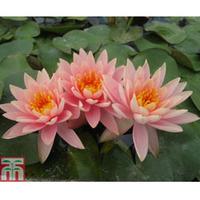Nymphaea \'Colorado\' (Deep Wate...