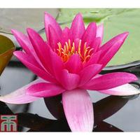 Nymphaea \'James Brydon\' (Deep ...