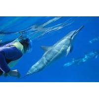 Oahu Snorkel Cruise: Swim With Dolphins and Turtles in the wild