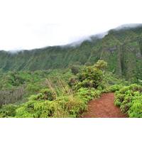 Oahu Shore Excursion: Rainforest Hiking Adventure