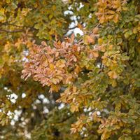 Oak (Hedging) - 1 bare root hedging plant