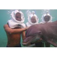 Ocho Rios Dolphin Sea Trek Adventure