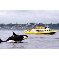 Ocean Magic Whale-Watching Adventure in Victoria