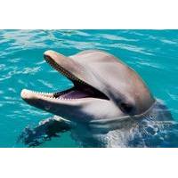 Ocean World Dolphin Swim