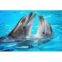 Ocho Rios Dolphin Encounter Program