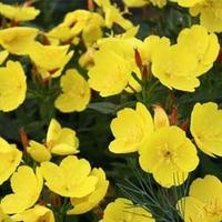 oenothera fruticosa african sun large plant 1 x 1 litre potted oenothe ...
