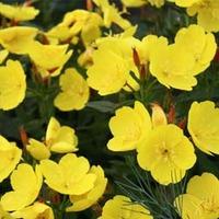 Oenothera fruticosa \'African Sun\' (Large Plant) - 1 x 1 litre potted oenothera plant