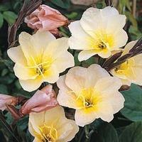 Oenothera \'Lemon Sunset\' - 1 packet (30 oenothera seeds)