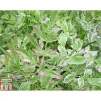 Oenanthe javanica \'Flamingo\' (Marginal Aquatic) - 3 x 1 litre potted oenanthe plants