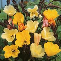 Oenothera \'Apricot Delight\' (Garden ready) - 6 oenothera garden-ready plug plants