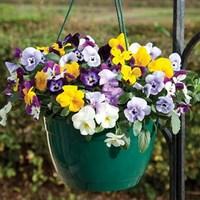 Offer: Pansy Cascadia 8 Pre-Planted Hanging Baskets