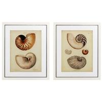 off white wooden frame prints antique nautilus set of 2