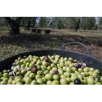 Olive Oil Farm Tour from Seville