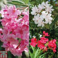 Oleander - 1 x 14cm potted oleander plant (red)