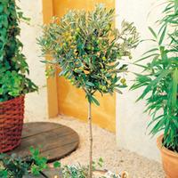 Olive Tree (Standard) - 2 Olive plants