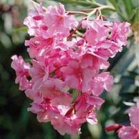 Oleander \'Pink\' - 1 oleander plant in 14cm pot