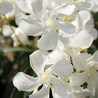 Oleander \'White\' - 1 oleander plant in 14cm pot