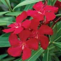 Oleander \'Red\' - 1 oleander plant in 14cm pot