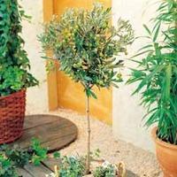 Olive Tree Standard - 1 olive tree in 21cm pot