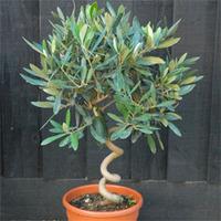 Olive Tree with Spiral Stem - 2 olive trees in 17cm pots