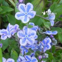 omphalodes starry eyes plants set of 3 in 9cm pots