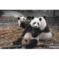 One Day Giant Panda Leisure Private Tour in Chengdu