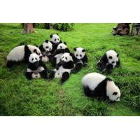 one way airport transfer with giant panda bear research center in chen ...