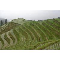 One Day Private Longshen Rice Terraces Tour Including Lunch