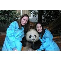 One-Day Private Panda Tour of Chengdu