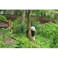 one day private customize able chengdu panda breeding research center  ...