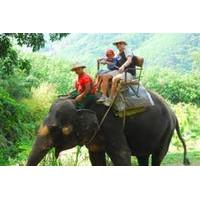 one hour elephant jungle trek from phuket